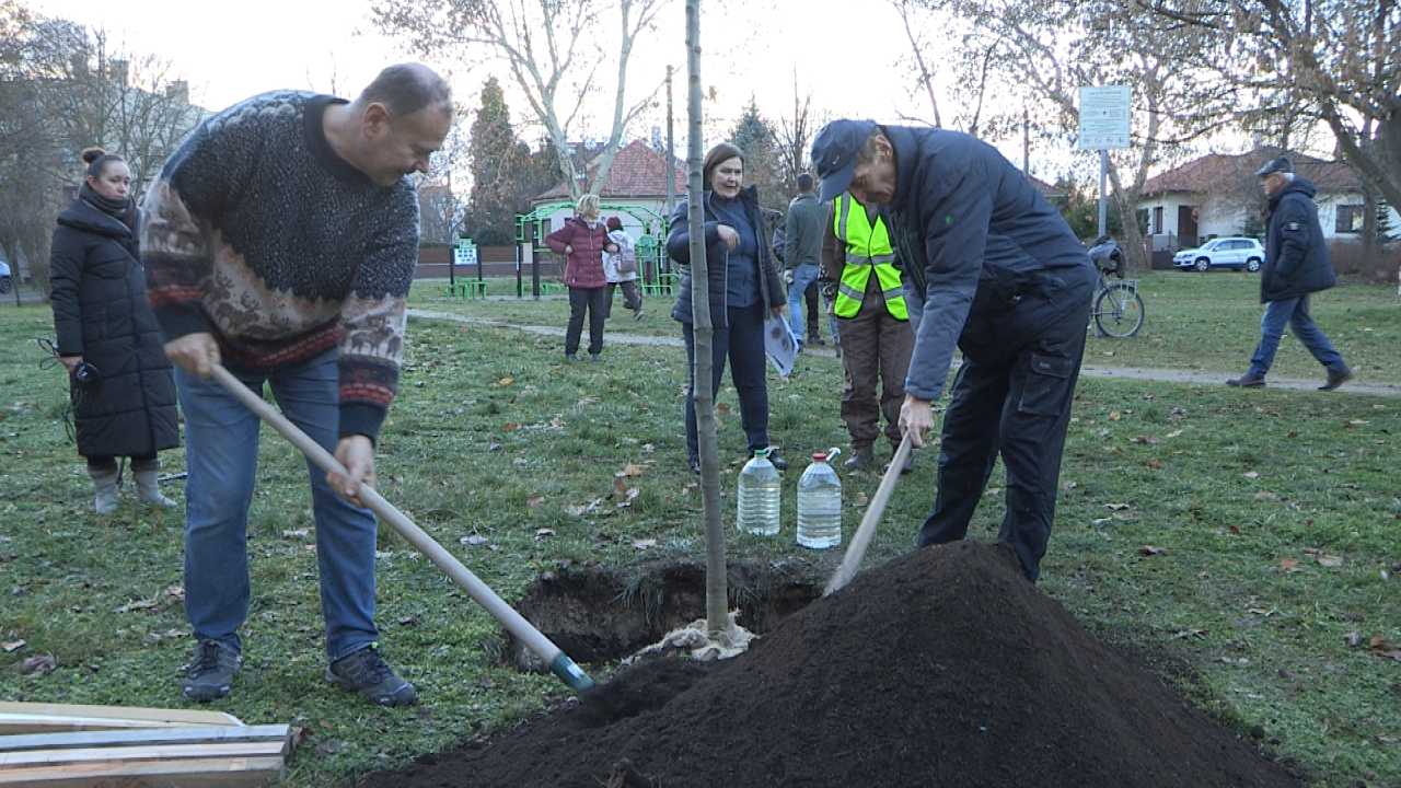 Öt új fával gazdagodott Keszthely 2024